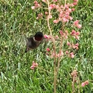 Meet your Posher, Chantay